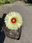 Preview: Astrophytum senile